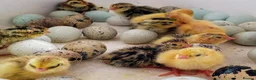 Quail poultry for sale: Quail - Advert 1
