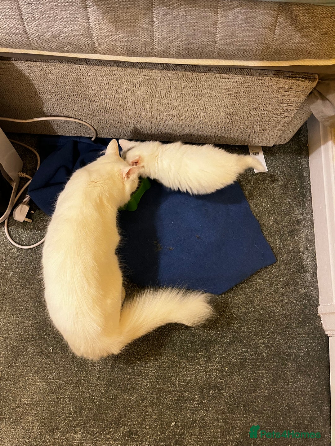 Mixed Breed cats for sale: Super cute fluffy snowball kitten  - Advert 4