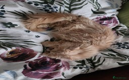 Persian cats for sale: Pure Persian Kitten  - Advert 5