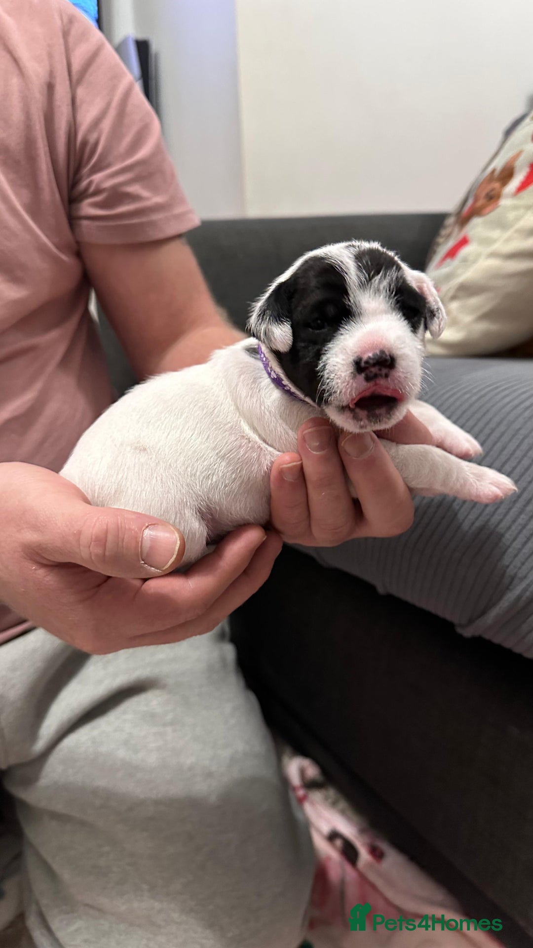 Parson Russell dogs for sale: KC registered Parsons Terriers - Advert 16