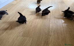 Mixed Breed cats for sale: Mixes breed kittens for sale  - Image 6