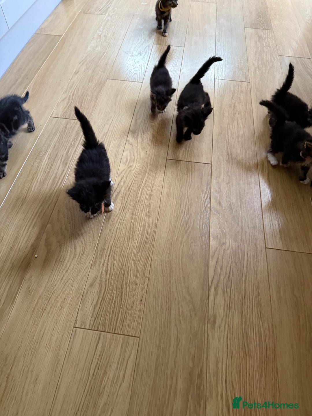 Mixed Breed cats for sale: Mixes breed kittens for sale  - Image 6
