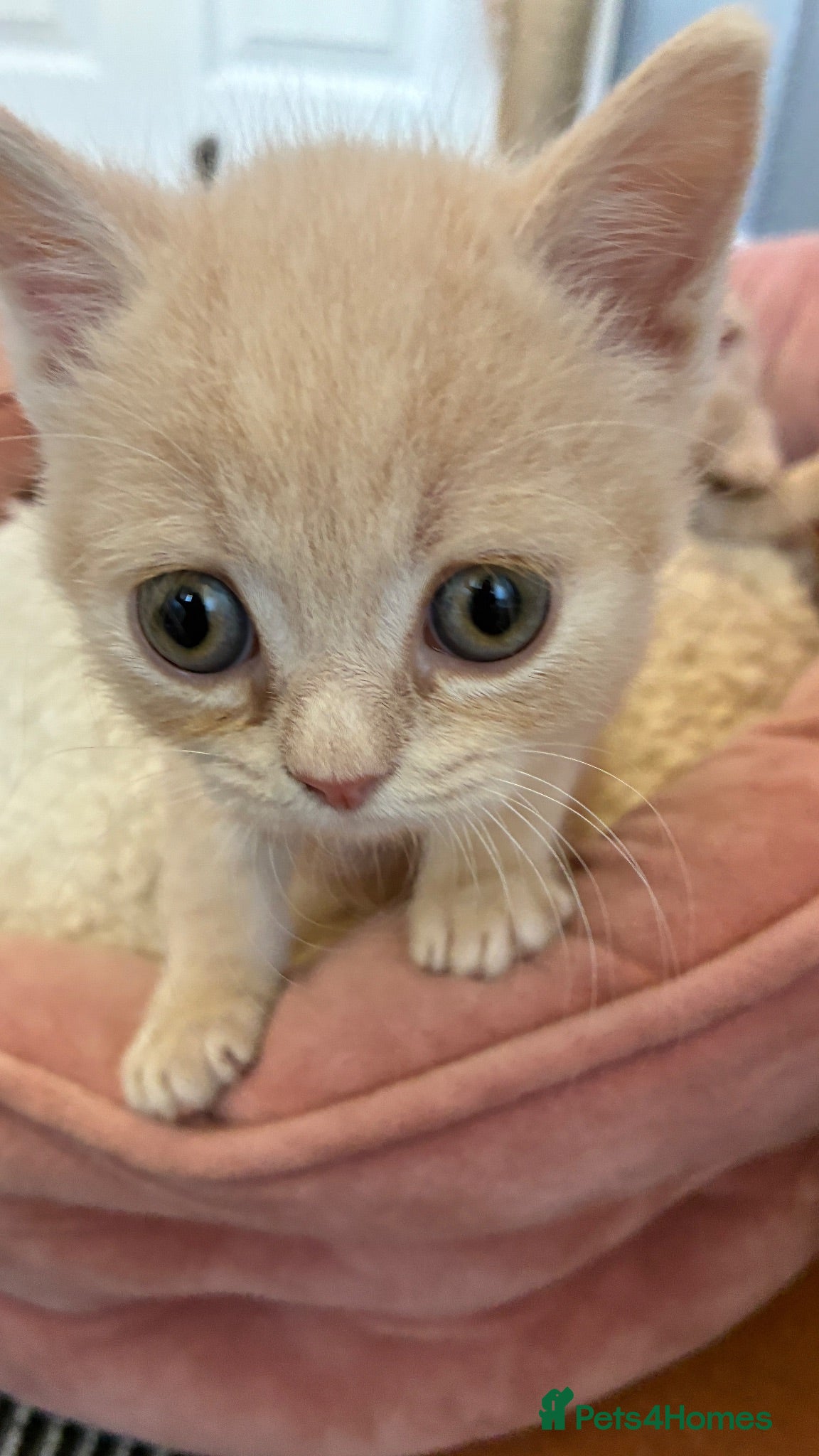 Scottish Fold cats “Gorgeous Scottish Fold & Straight Kittens ❤️ - Advert 2