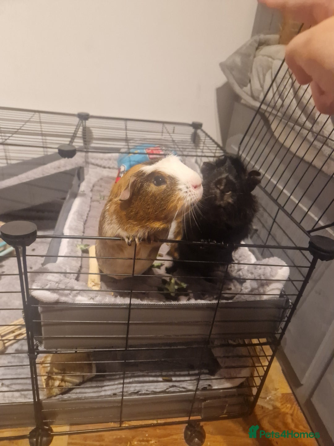 Guinea Pig rodents for sale: 2 Male Guinea Pigs for free - Image 2