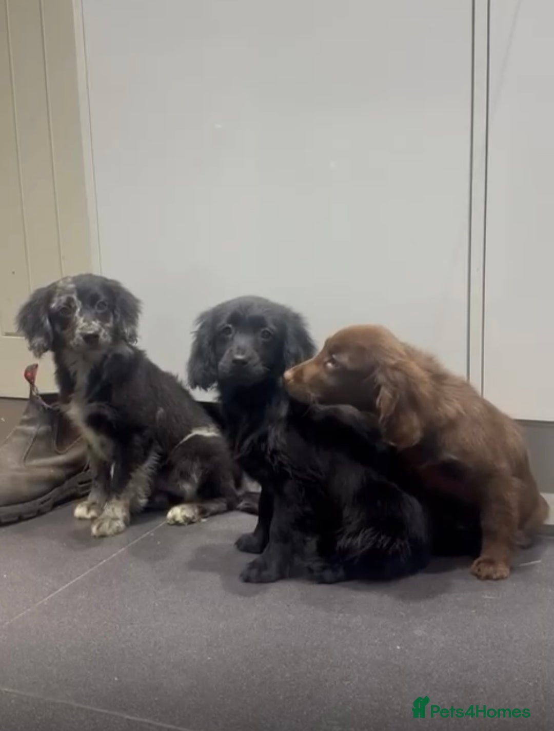 Cockapoo dogs for sale: Silver merle cockapoo puppies  - Advert 14