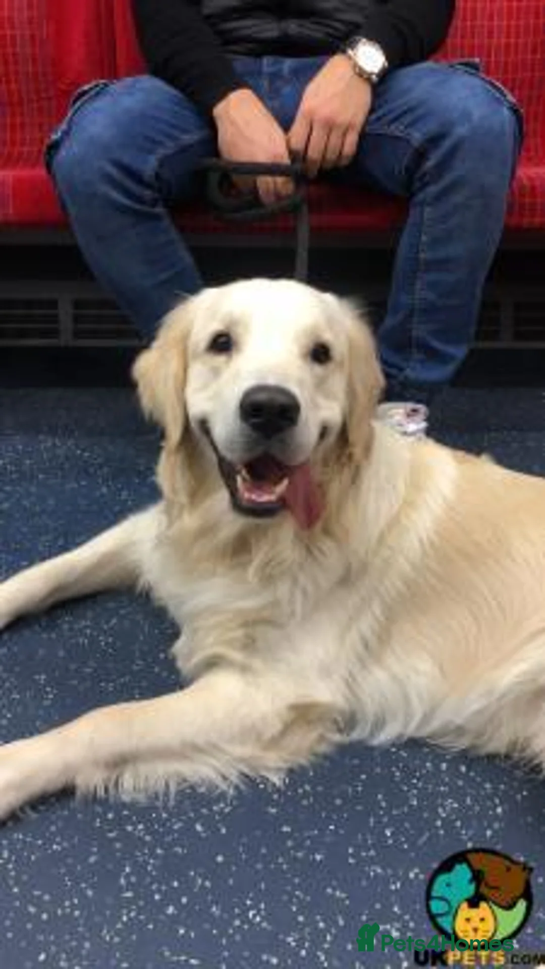 Golden Retriever dogs for sale: Looking for a home for Wilma in Edinburgh - Advert 2