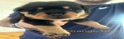 Rottweiler dogs for sale: Rottweiler Puppies  - Advert 2