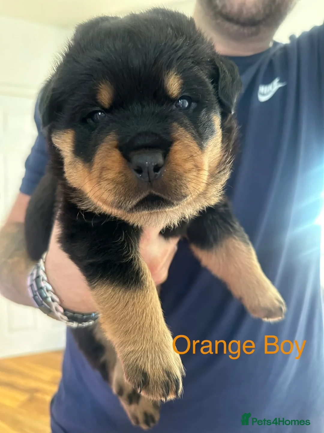 Rottweiler dogs for sale: Rottweiler Puppies  - Advert 2