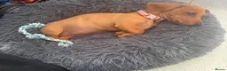 Miniature Dachshund dogs for sale: Beautiful 😍 Solid Red Female Miniature Dachshund  - Advert 4