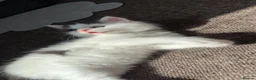 Mixed Breed cats for sale: 2 beautiful kittens needing 5 star homes only  in Birkenhead - Advert 5