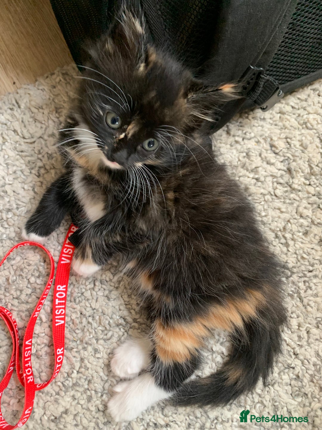 Mixed Breed cats for sale: Two girls and a boy Kuril bobtail mix - Image 22