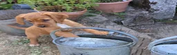Cocker Spaniel dogs for sale: KC registered working cocker spaniel boys in Okehampton - Advert 1