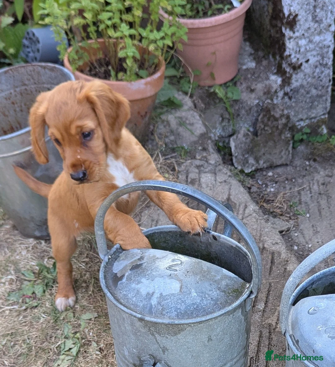 Cocker Spaniel dogs for sale: KC registered working cocker spaniel boys in Okehampton - Advert 1