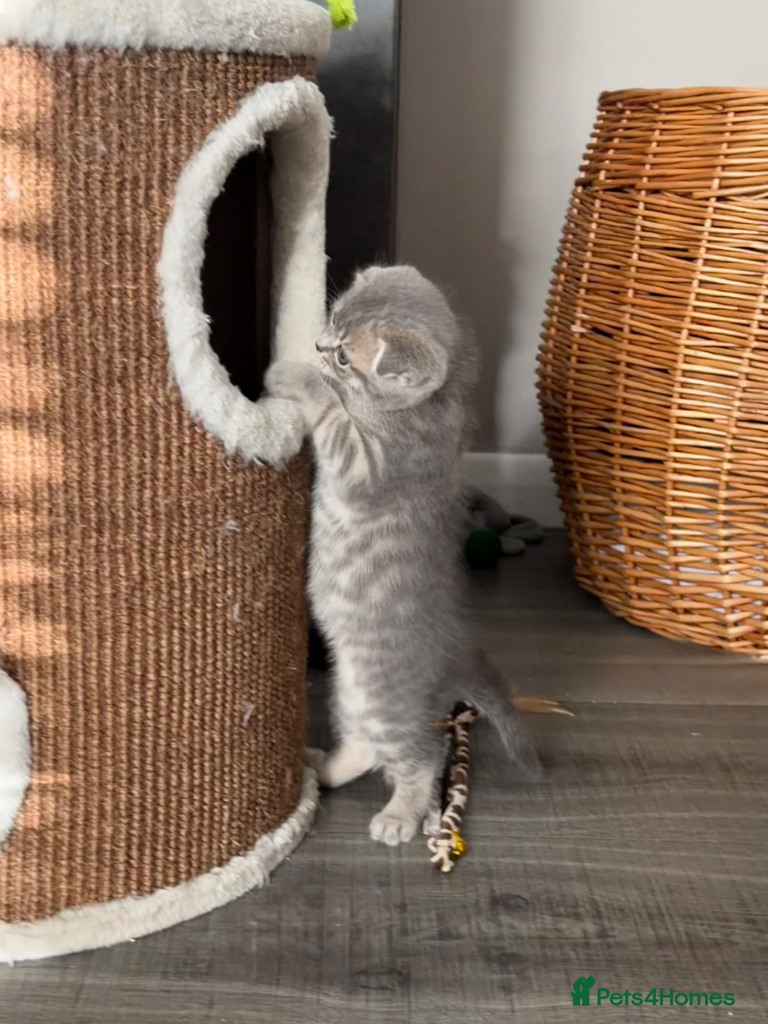 Scottish Fold cats for sale: Beautiful Scottish Fold Kittens Ready From 10/06 in Leatherhead - Advert 13