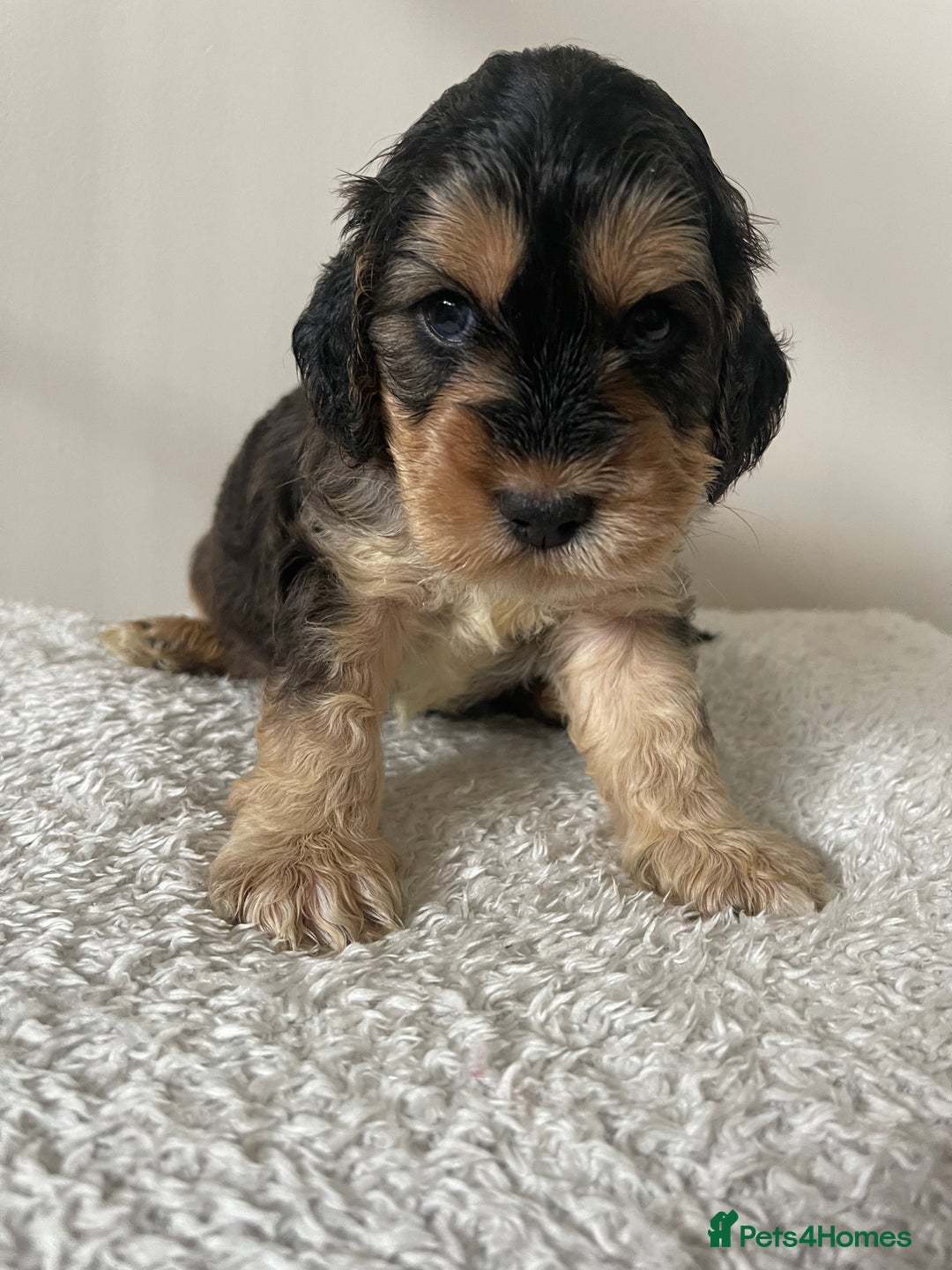 Cockapoo dogs for sale: Adorable F1 Cockerpoo puppies - Image 21