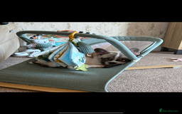 French Bulldog dogs for sale: 9 month old French bulldog female for sale  - Image 4