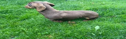 Miniature Dachshund dogs for sale: Adults females miniature dachshunds  - Advert 8