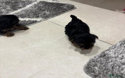 Yorkshire Terrier dogs for sale: Yorkshire terrier puppies  - Image 10