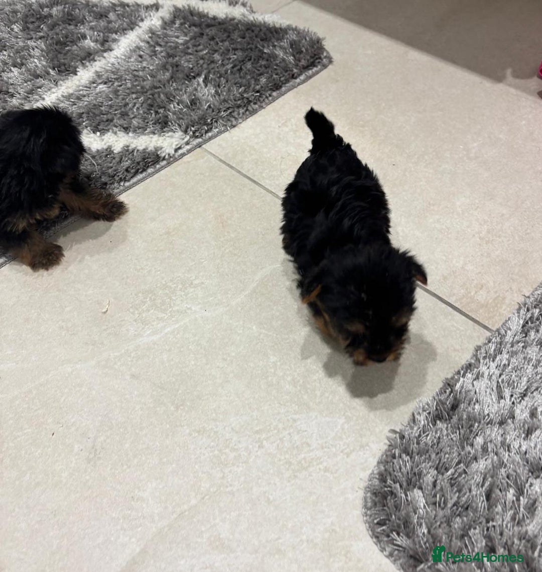 Yorkshire Terrier dogs for sale: Yorkshire terrier puppies  - Image 10
