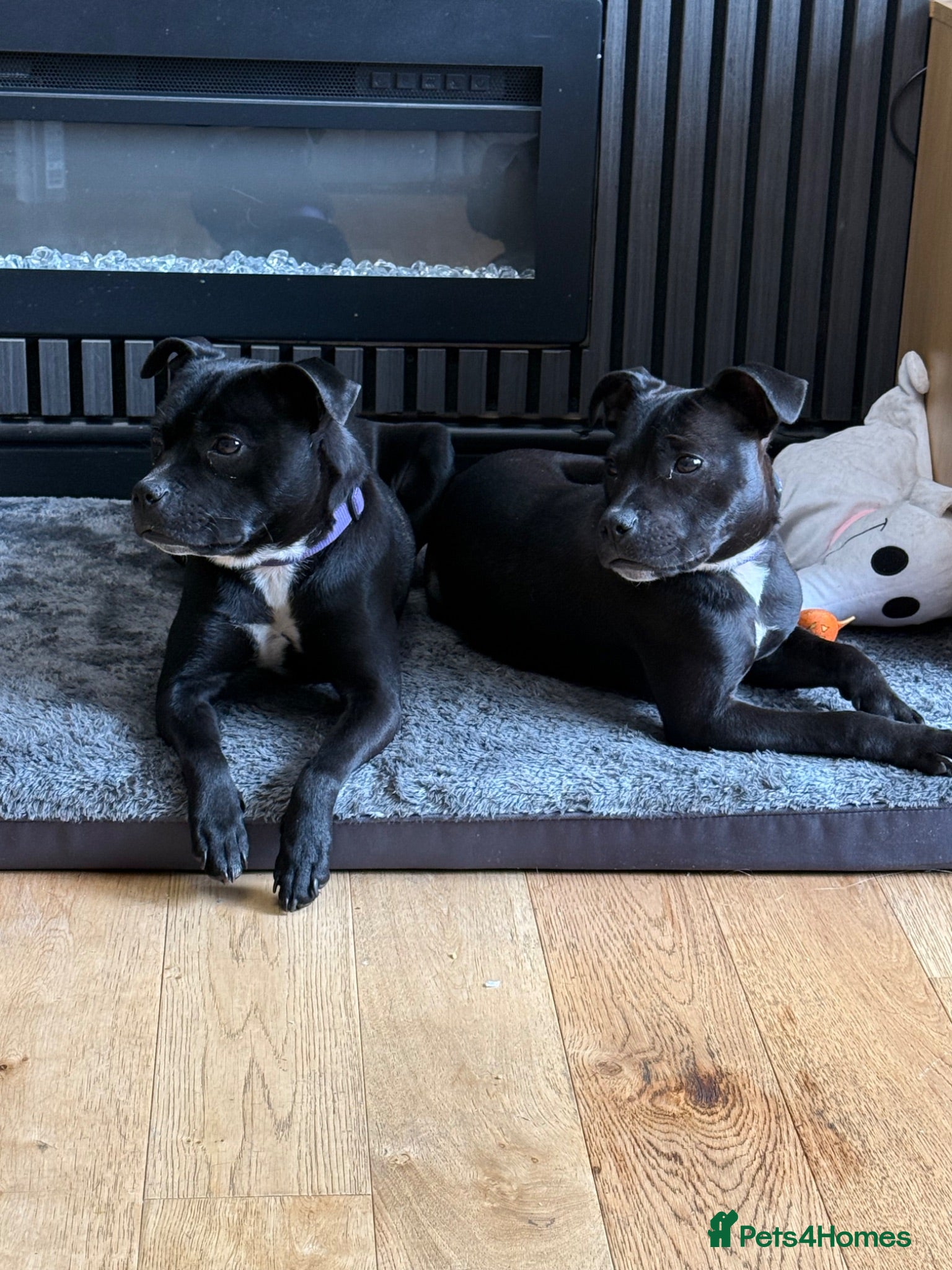 Staffordshire Bull Terrier dogs 2 female staffys for sale - Advert 2