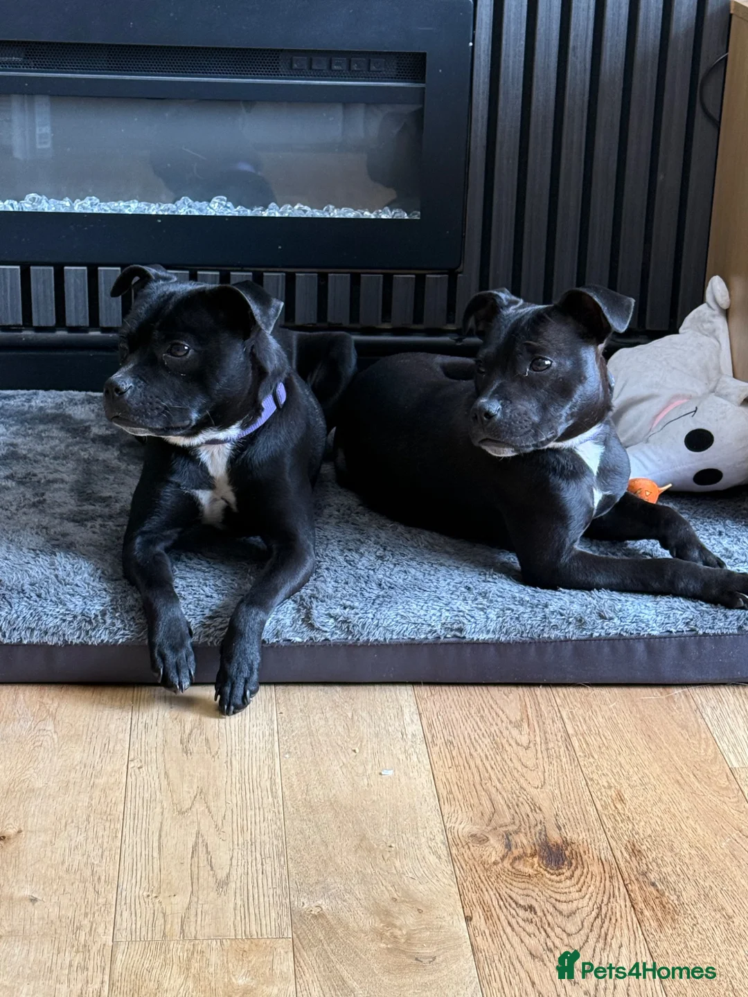 Staffordshire Bull Terrier dogs for sale: 2 female staffys for sale - Advert 1