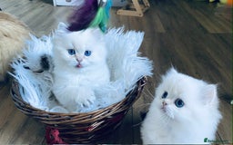 British Longhair cats for sale: 🐾🤩❤️Gold Angels - tiny stars 🐾❤️🐱 - Image 1