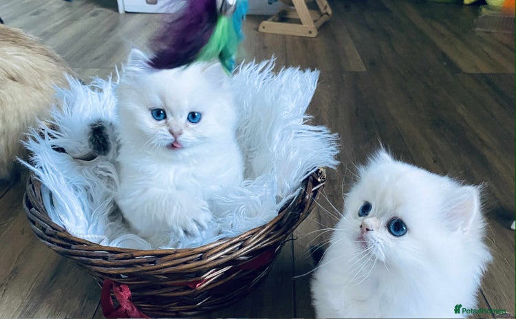 British Longhair cats - Advert 6