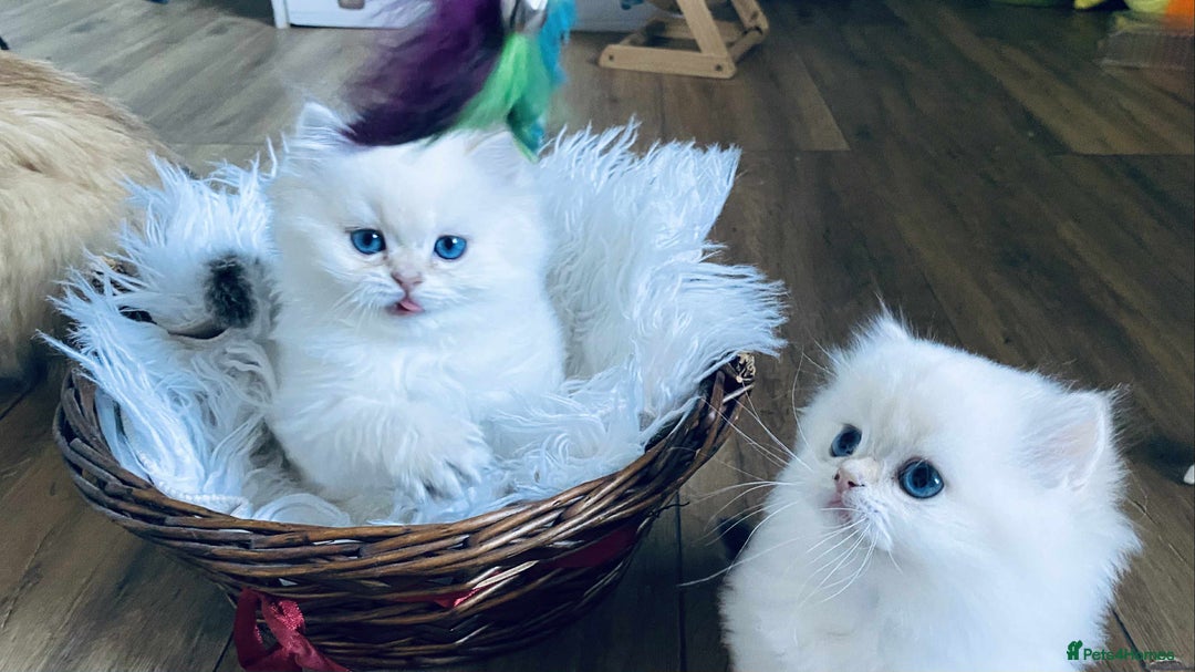 British Longhair cats for sale: 🐾🤩❤️Gold Angels - tiny stars 🐾❤️🐱 - Image 1