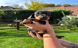 Dachshund dogs for sale: Kc standard Black and Tan dachshunds - Image 10