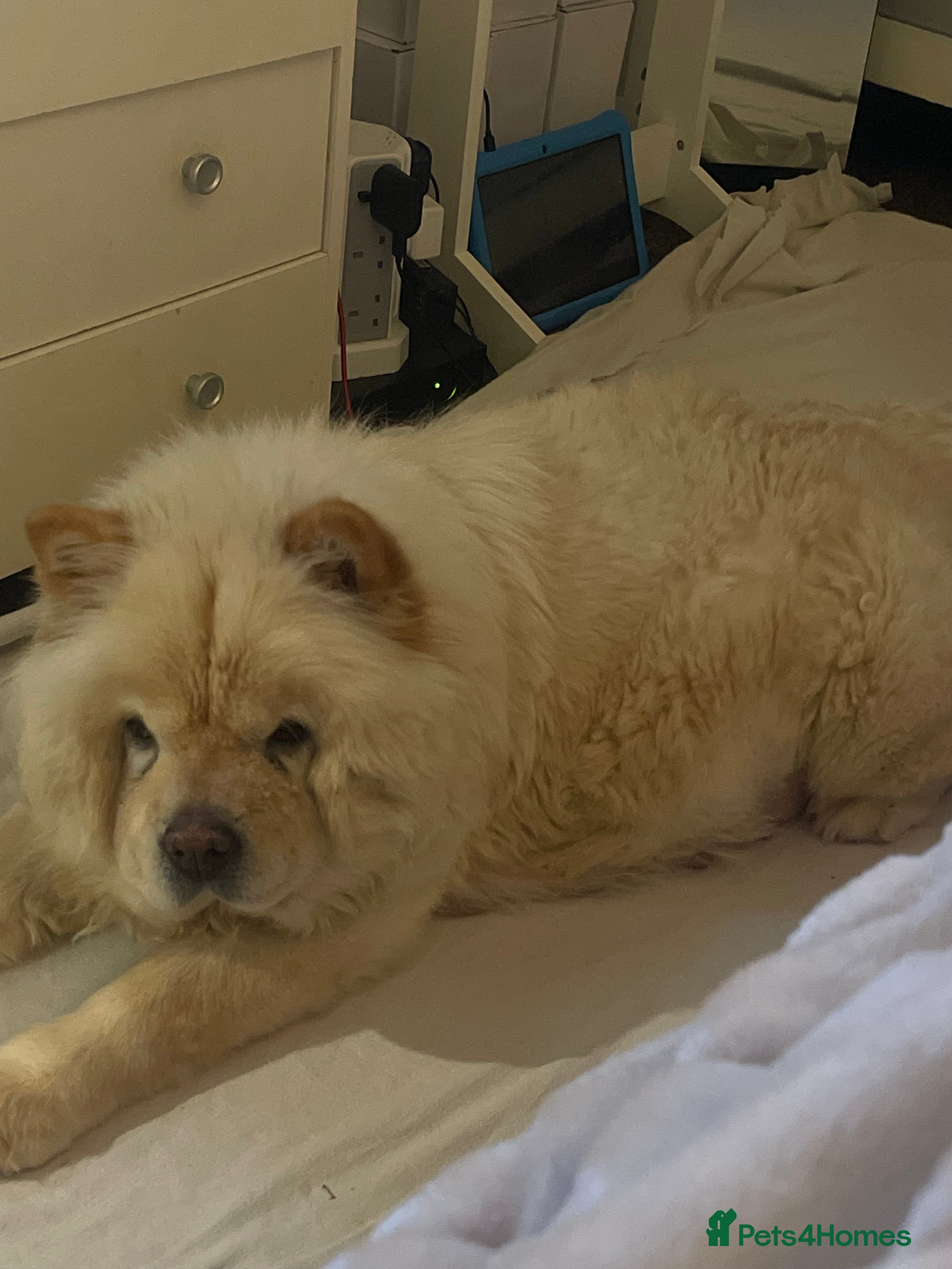 Chow Chow dogs Chow chow pups for sale  - Advert 2