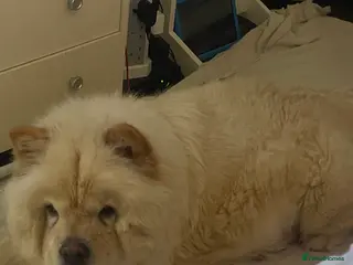 Chow Chow dogs Chow chow pups for sale - Advert 2