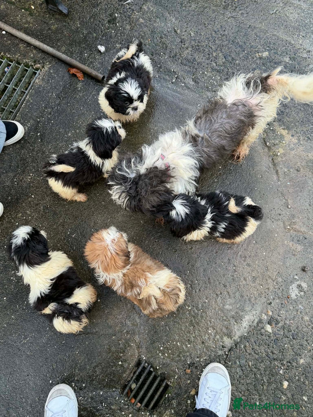 Shih Tzu dogs for sale: 6 Shih Tzu Puppies for Sale - Advert 8