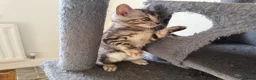 Bengal cats for sale: Rare Silver Grey Bengal TICA Kittens  - Advert 18