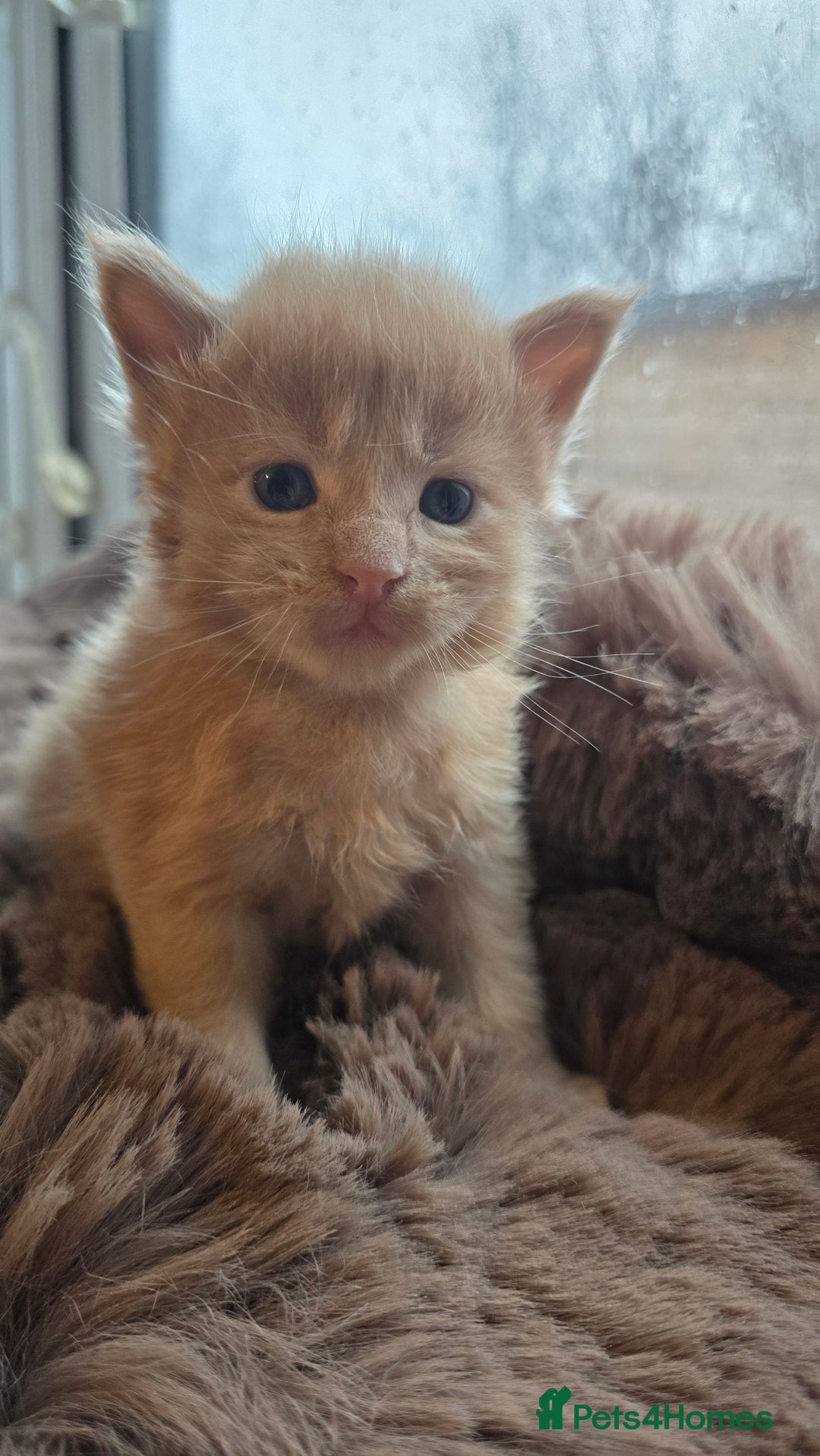 Maine Coon cats for sale: Stunning Mainecoons - Advert 12