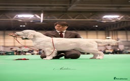 Golden Retriever dogs for sale: Champion line cream golden retriever puppies - Image 8