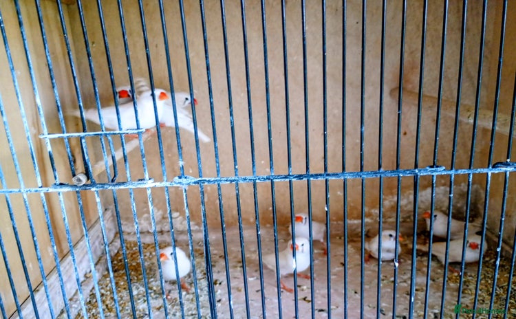 Finches birds - Advert 14