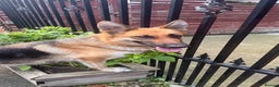 German Shepherd dogs for sale: CUTE golden/black German Shepherd puppies for sale - Advert 9