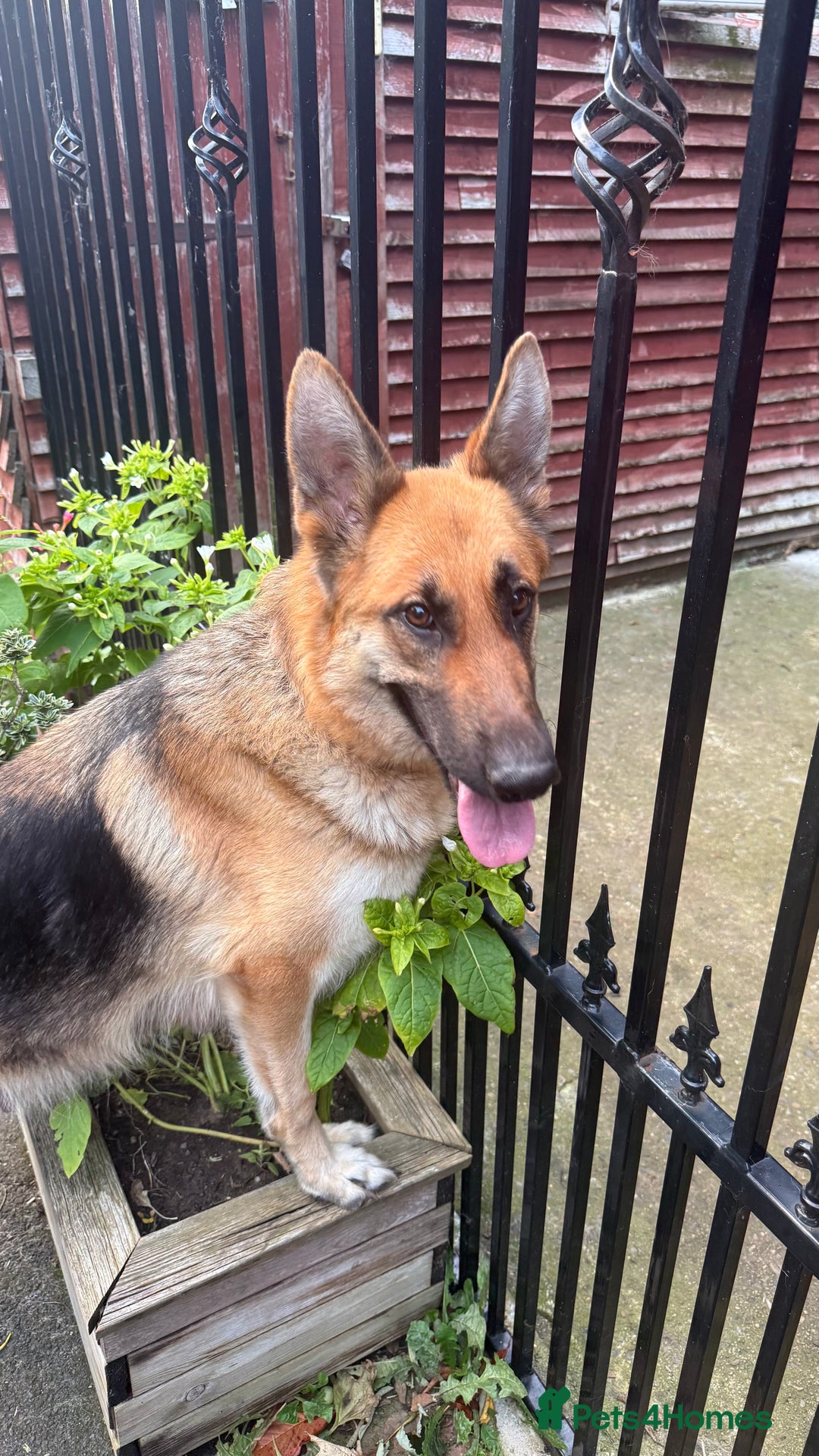 German Shepherd dogs for sale: CUTE golden/black German Shepherd puppies for sale - Advert 9