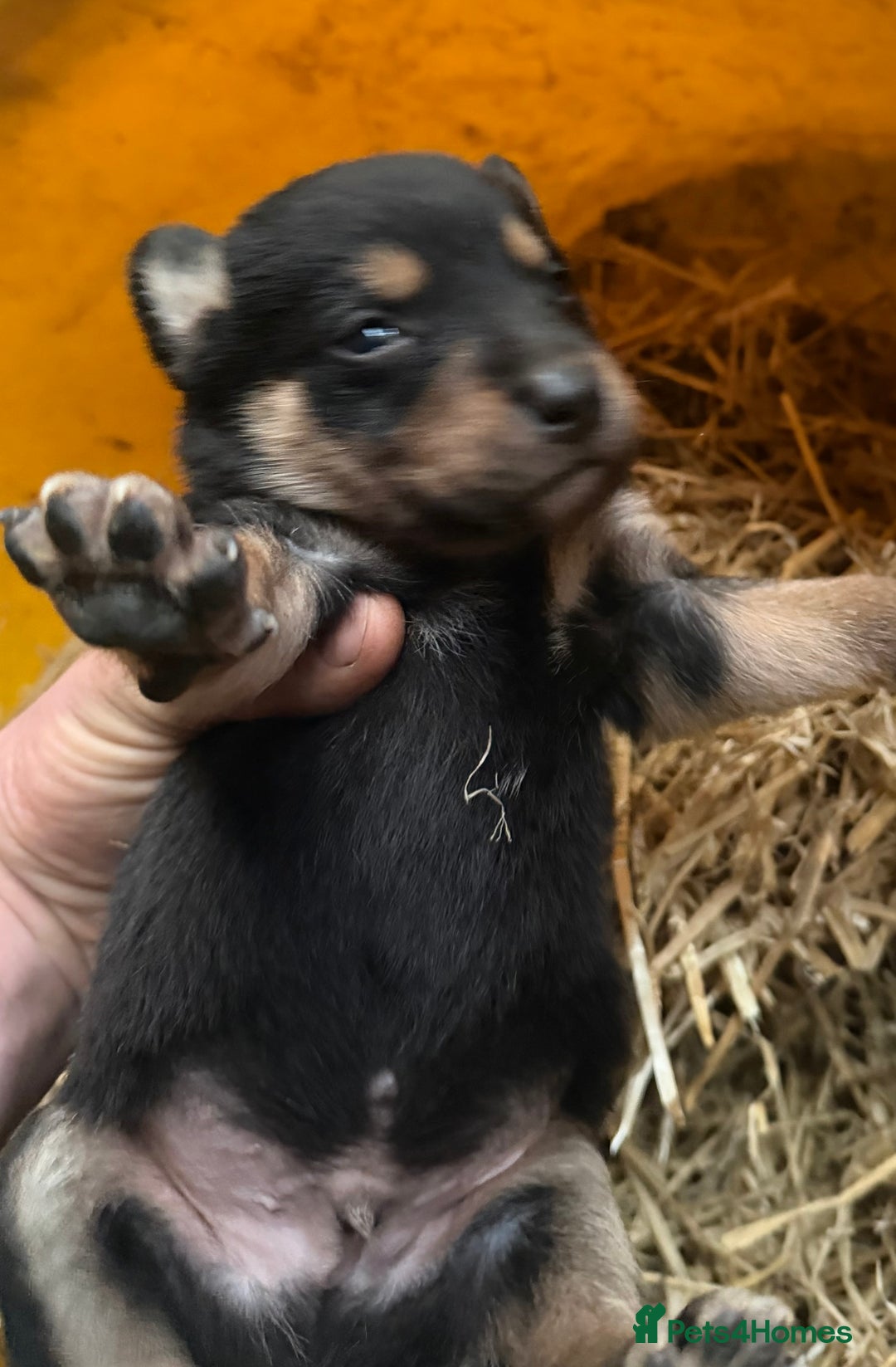 Mixed Breed dogs for sale: kelpie/blue heelers - Advert 15