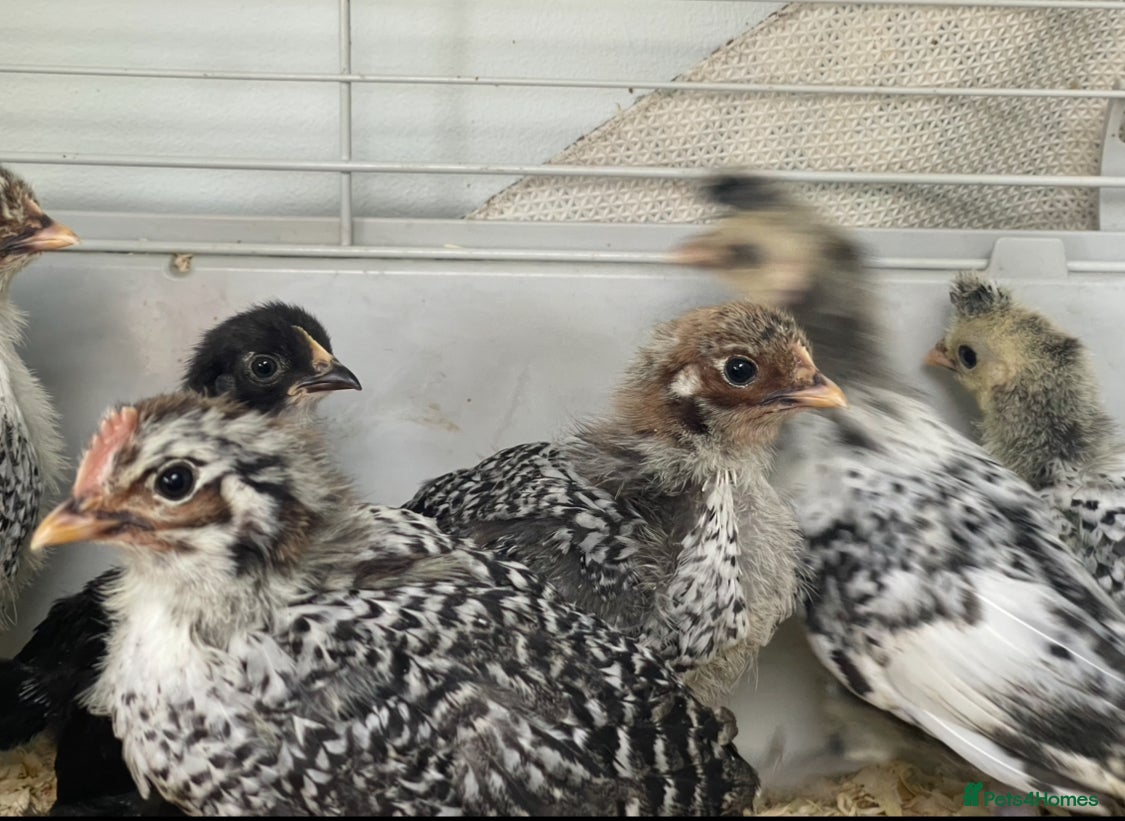 Chickens poultry for sale:  Appenzeller, Pekin, Brakel, Guinea Fowl, Bobwhite in Aberaeron - Advert 3