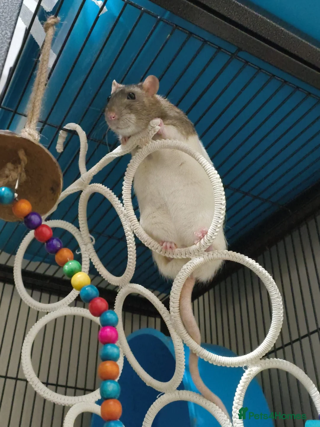Rat rodents for sale: 1 male rat in Bangor - Advert 2