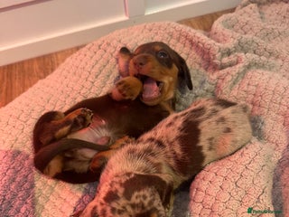 Miniature Dachshund dogs - Advert 1