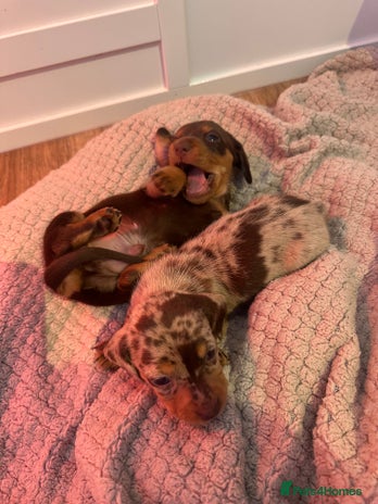 Miniature Dachshund dogs - Advert 1