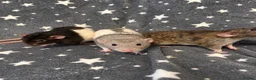 Rat rodents for sale: Older Dumbo Rats 5+months Male and Female  - Advert 7