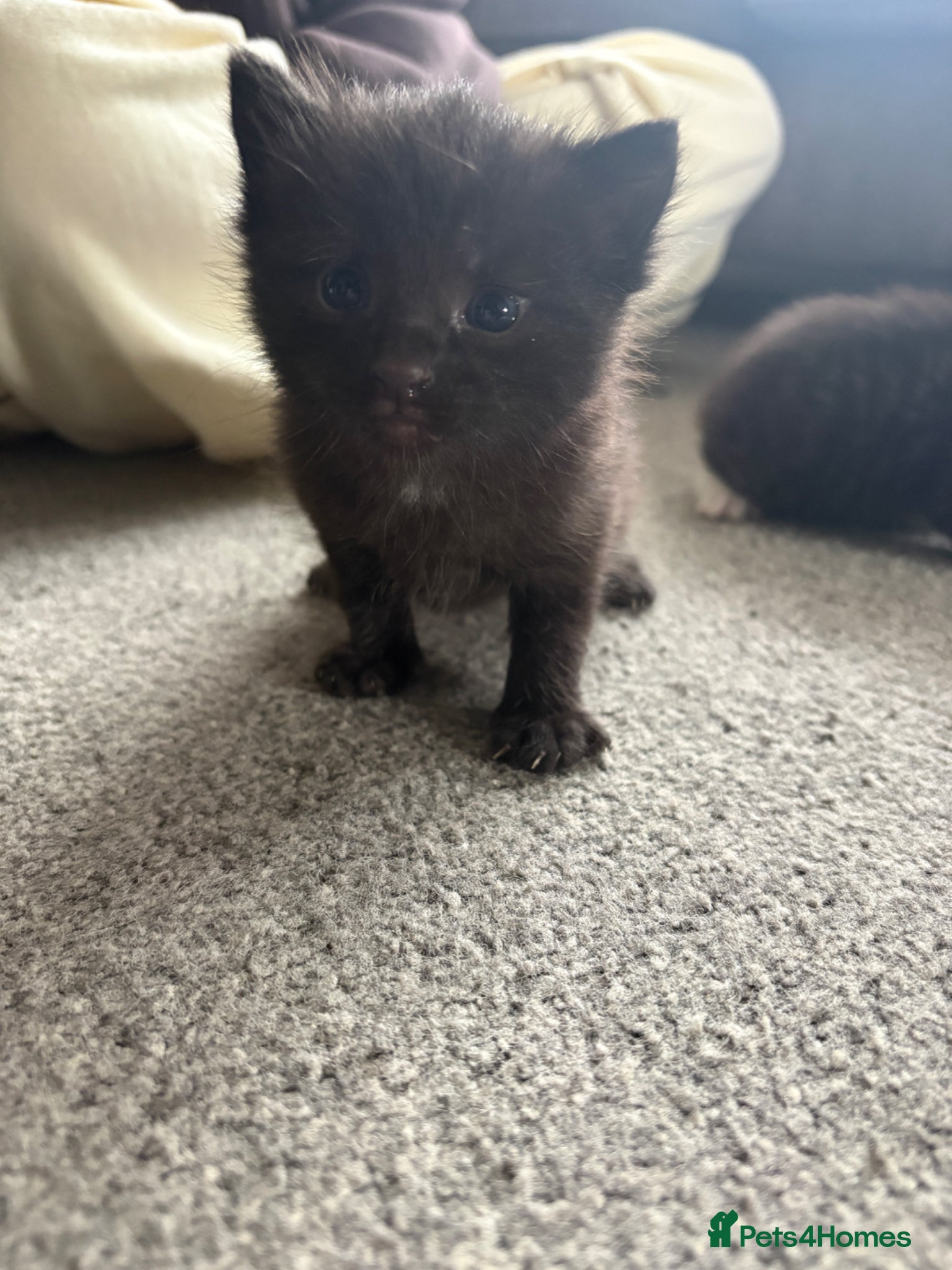 Mixed Breed cats for sale: Black Kitten for sale  in Eastleigh - Advert 2
