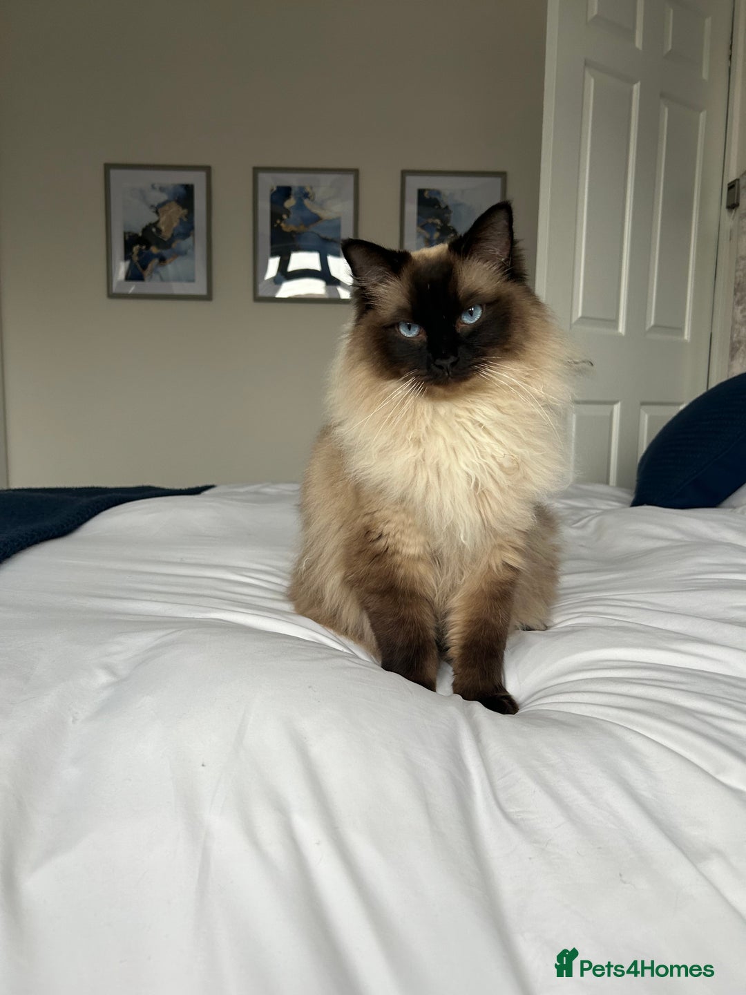 Ragdoll cats for sale: Sweet Ragdoll cats looking for a new home - Image 4