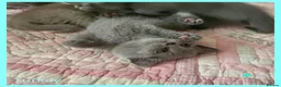 British Shorthair cats for sale: 3 beautiful blue BSH - Advert 5