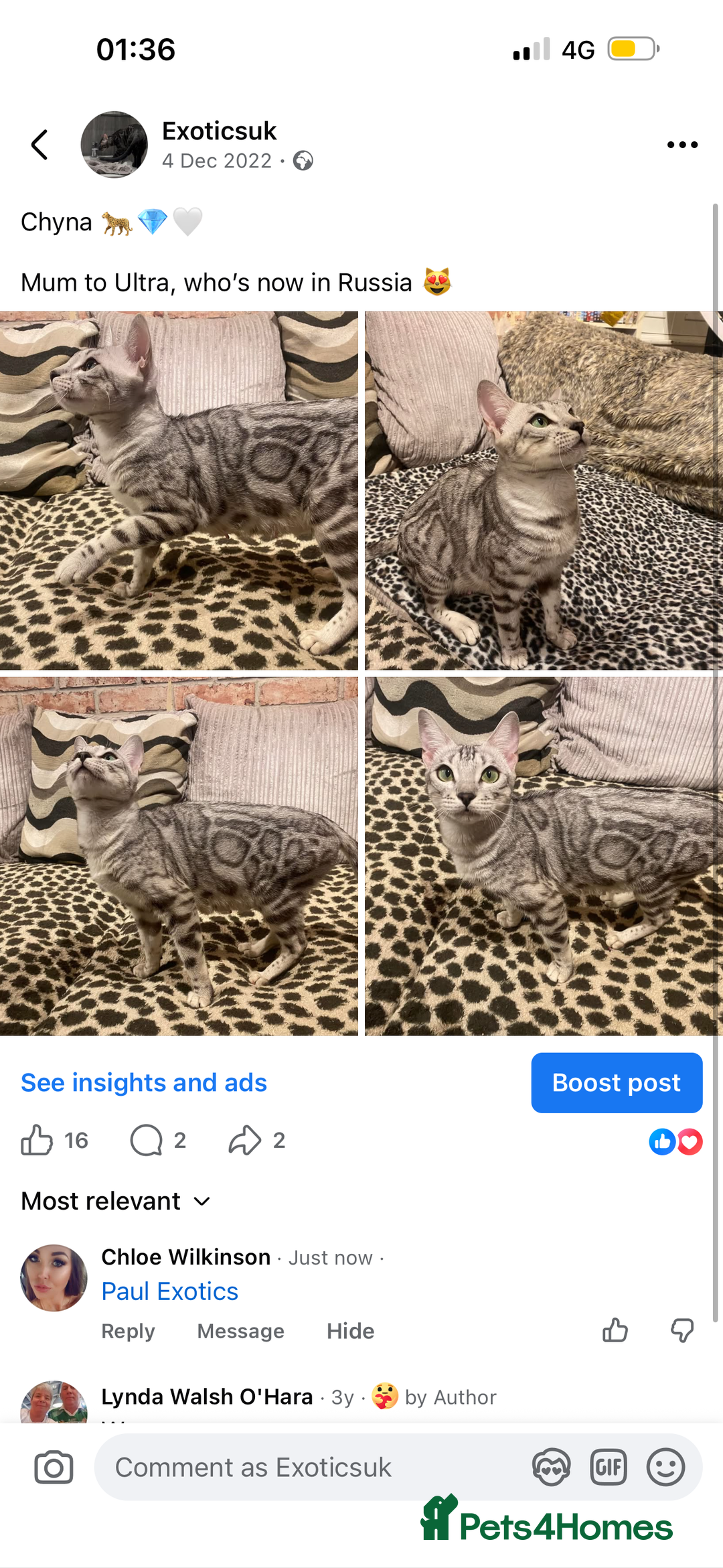 Bengal cats for sale: Well socialised kittens & retired breeding females - Advert 24