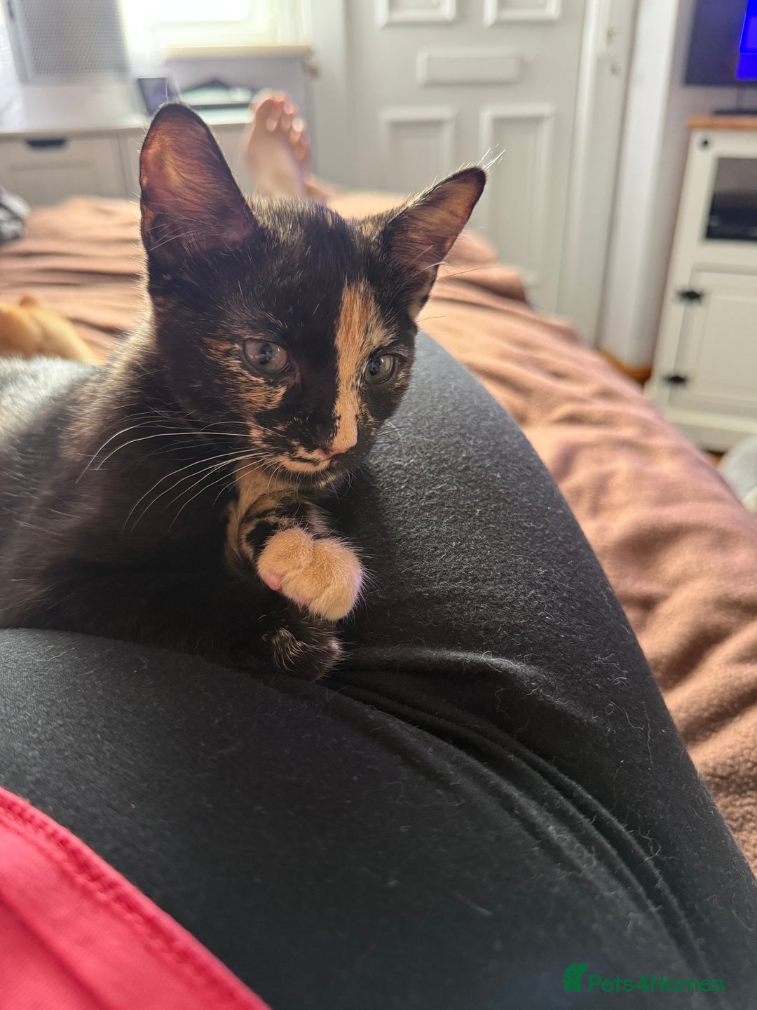 Mixed Breed cats for sale: Miss Amelia and Caroline  - Image 1