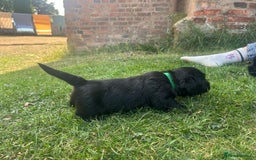 Glen of Imaal Terrier dogs for sale: Beautiful Glen of Imaal Terrier Puppies - Image 7